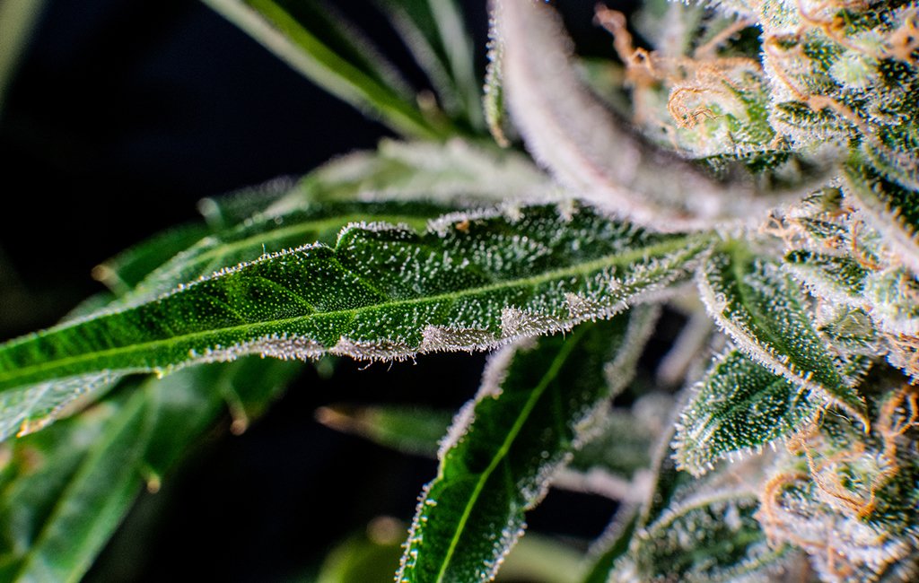 hemp cbd flower