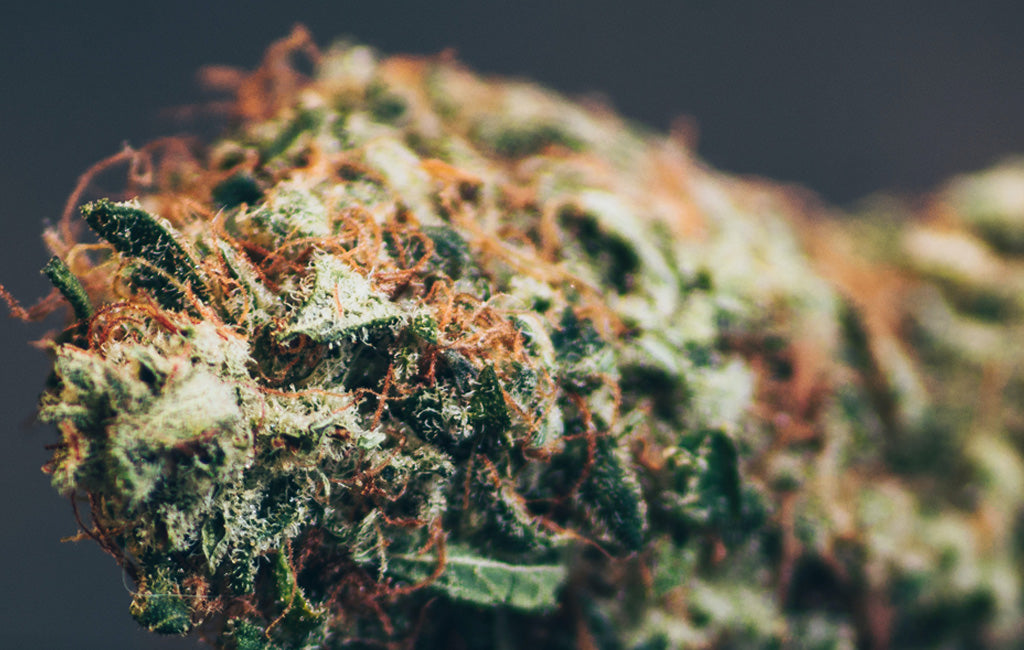 Does CBD Flower Expire?