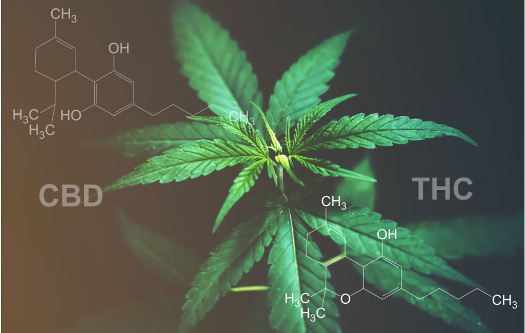 THC vs CBD