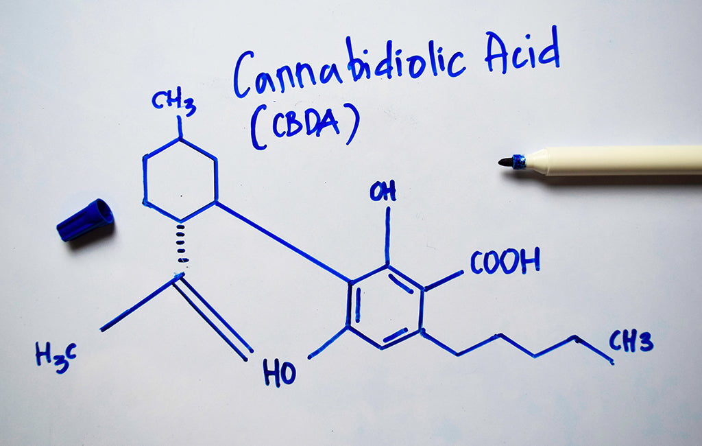 CBDA vs CBD: What's the Difference?