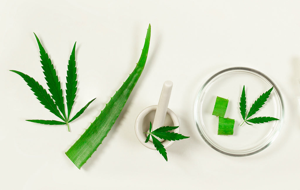 CBD and Aloe Vera: What You Should Know