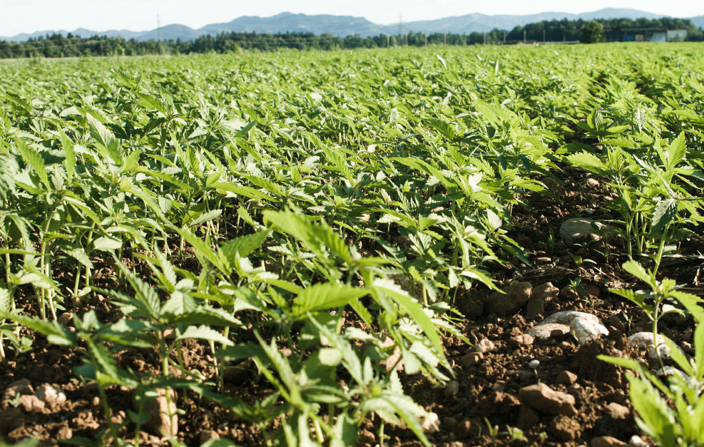 cbd oil hemp farm