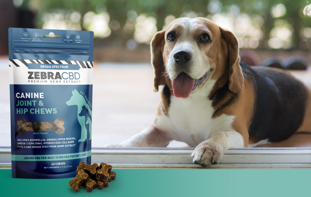 Beagle with Zebra CBD canine chews.