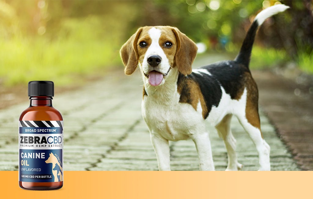 beagle and Zebra CBD Canine Oil