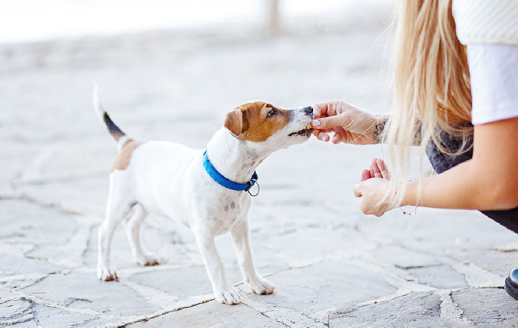 Woman feeding CBD chew to her dog.