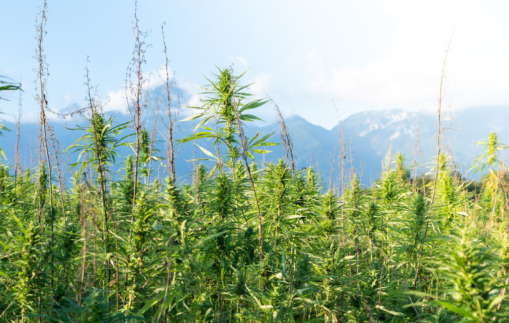 hemp field