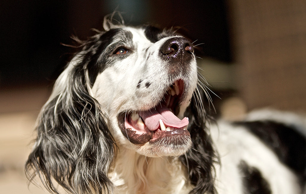 How to Get Rid of Bad Dog Breath