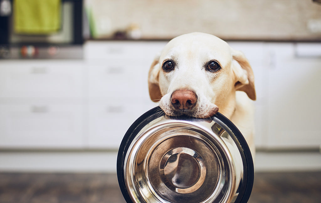 How to Stimulate a Dog’s Appetite with CBD