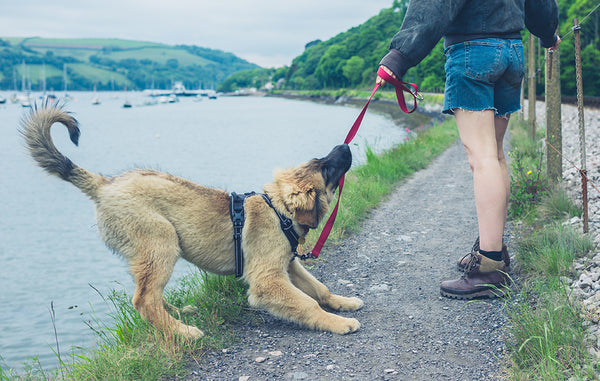How to Train a Dog Not to Pull On Their Leash Zebra CBD