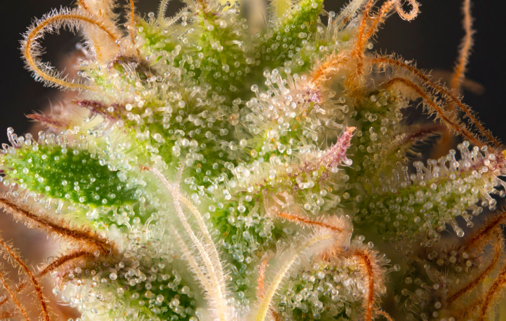 terpenes in CBD