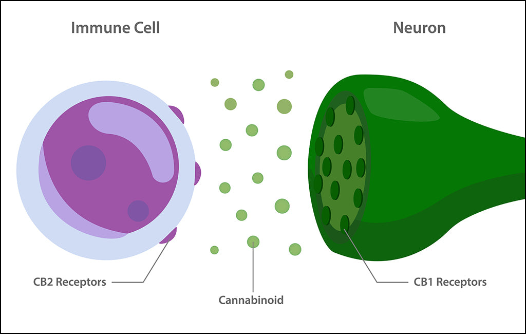 CBD and Immunity