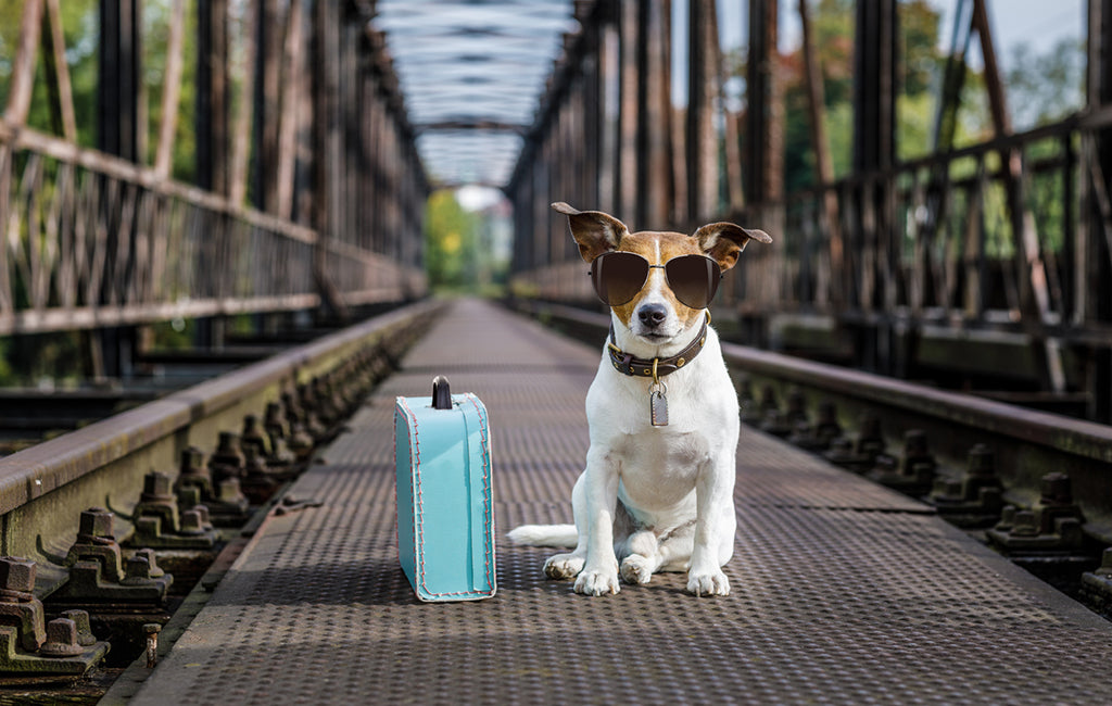 dog ready to travel