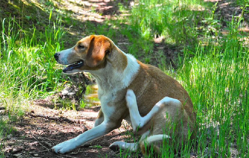 dog scratching