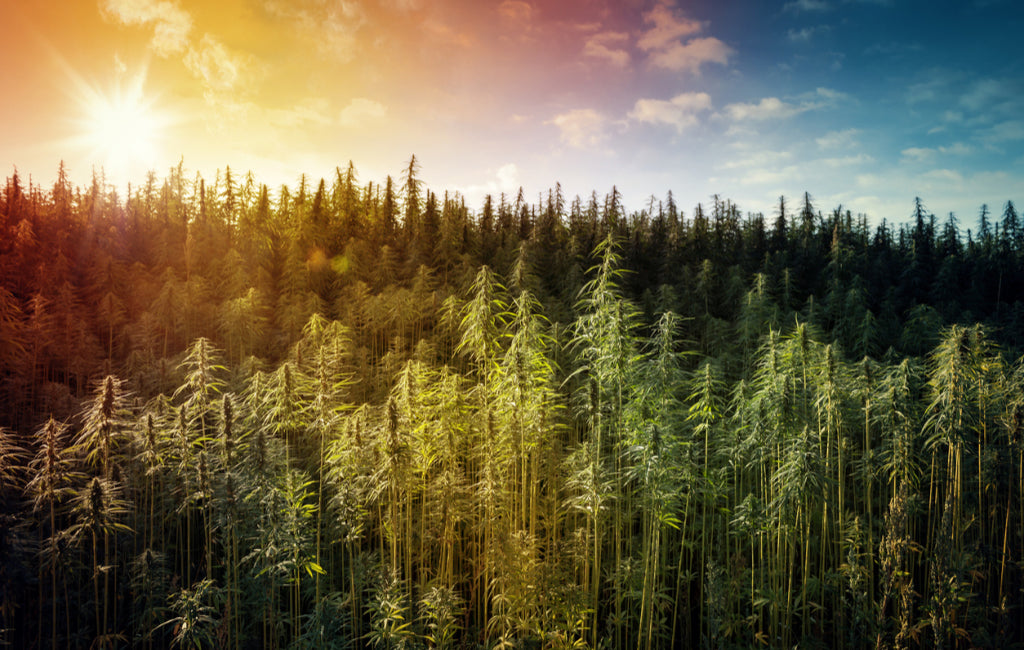 hemp field