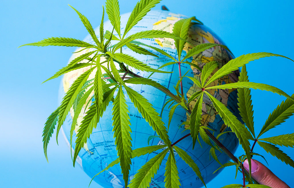 hemp leaves surrounding globe