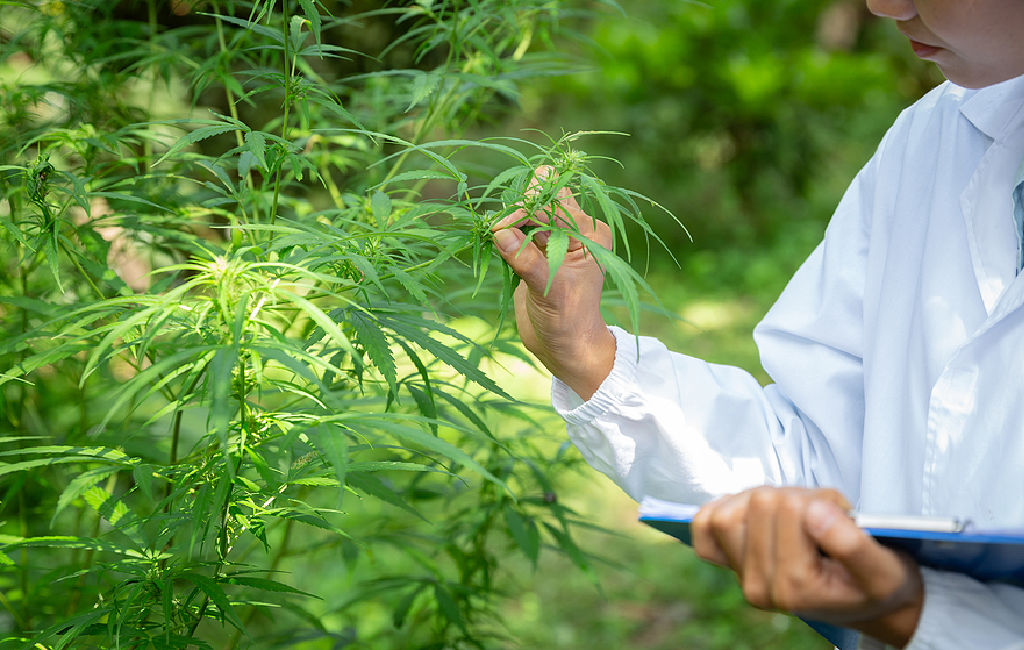 woman inspecting hemp plants