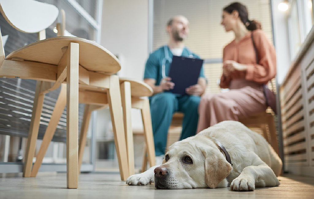 vet talking to dog owner