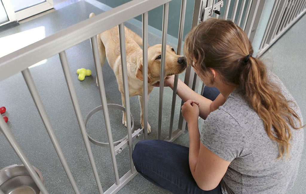 woman petting dog at kennel