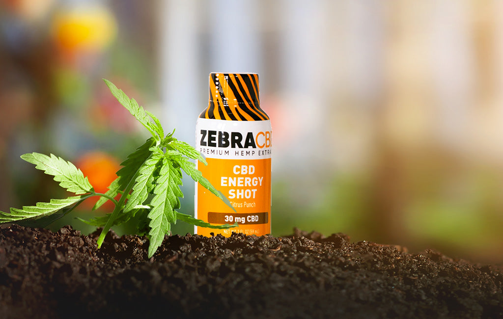 Zebra CBD Energy Shot