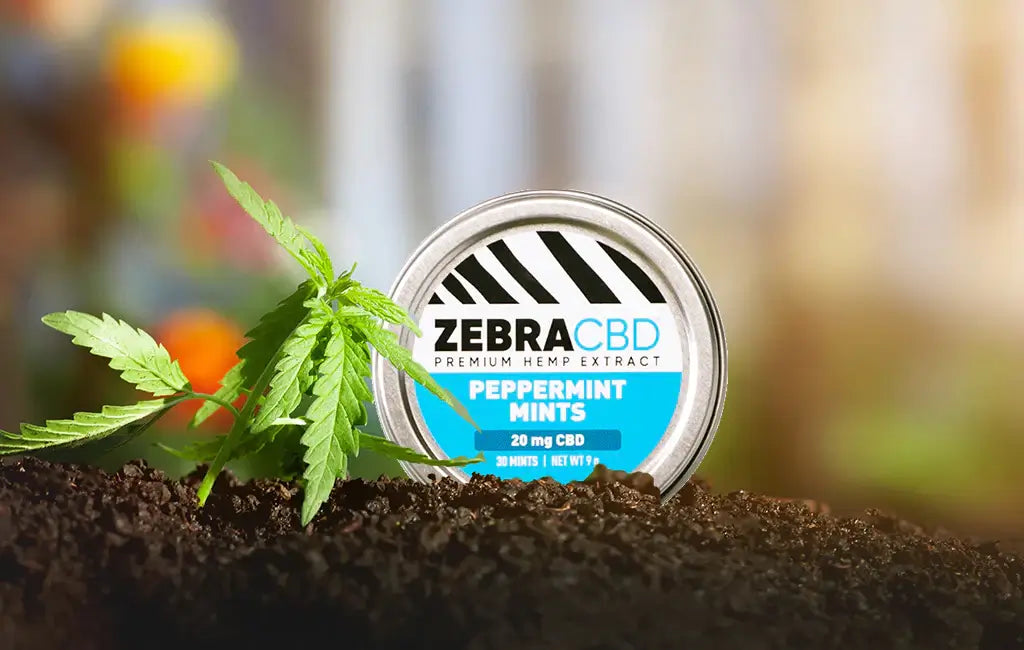 zebra cbd peppermint mints in hemp garden