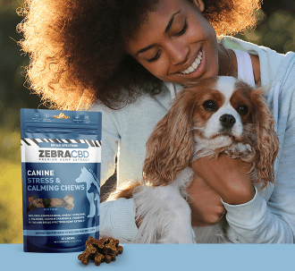 Zebra CBD canine chews and woman with Brittany spaniel