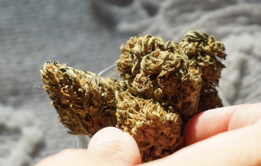 What Is CBD Flower? Zebra CBD