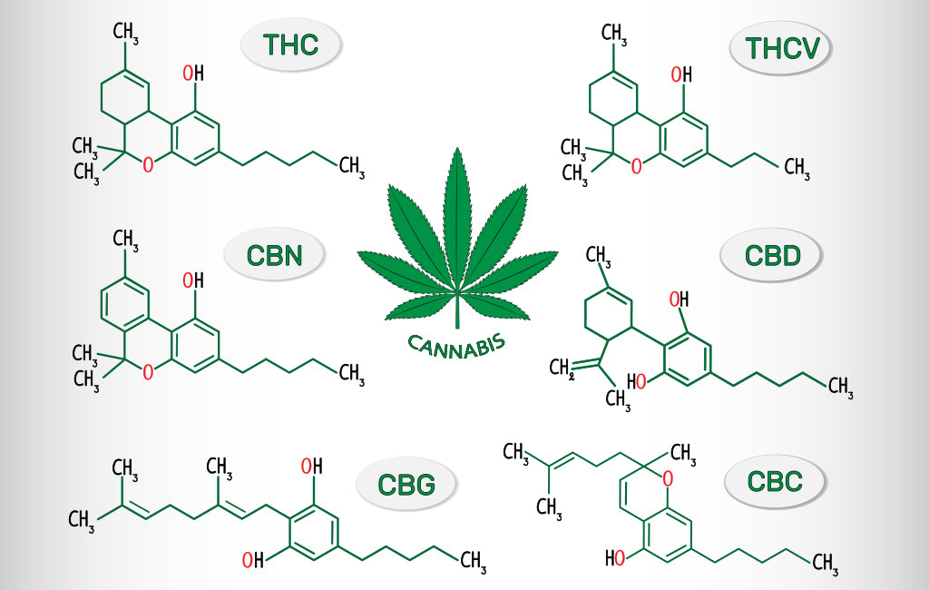 The Different Types of Cannabinoids Explained Zebra CBD