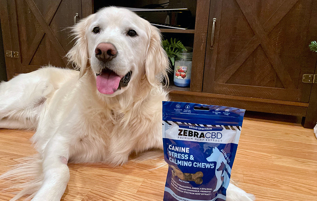 How Long Does CBD Stay in a Dog’s System? Zebra CBD