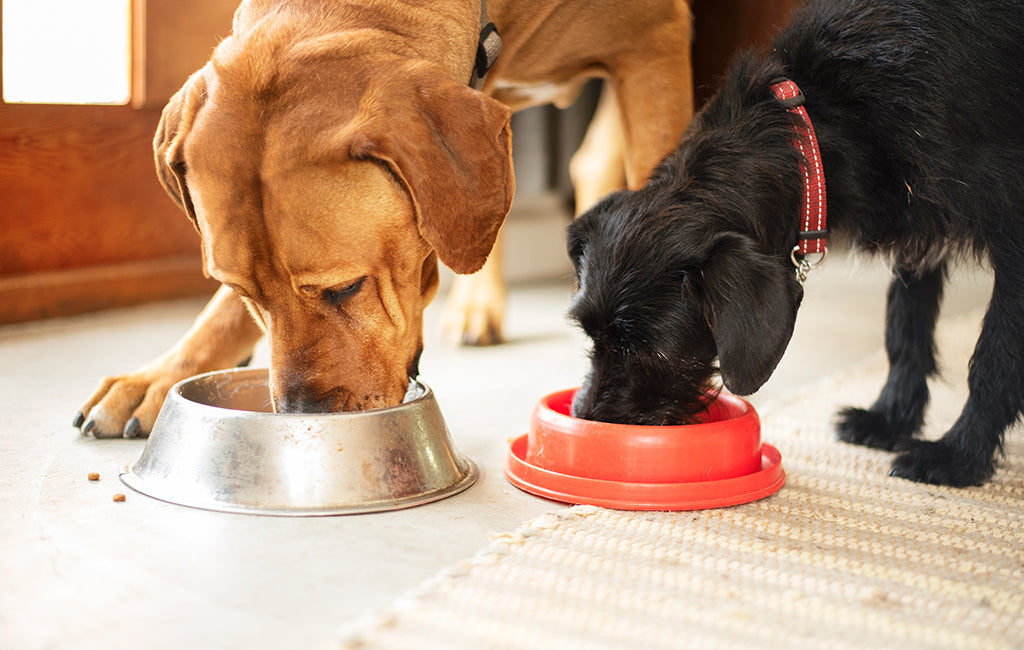 What food should outlet dogs eat