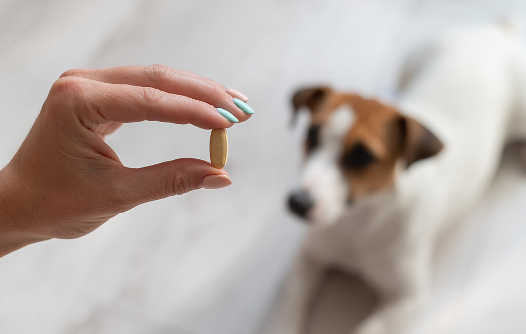 How to feed outlet a dog a pill