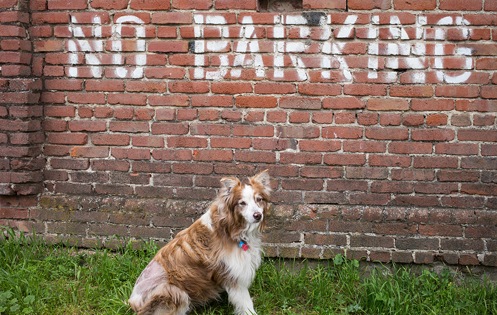 How to Make a Dog Stop Barking All the Time Zebra CBD