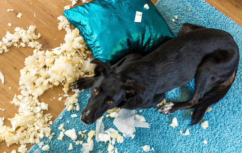 How to Stop a Dog from Chewing Everything Zebra CBD