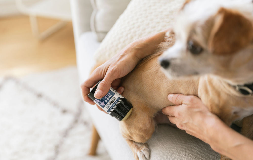 can dogs take t relief with cbd oil