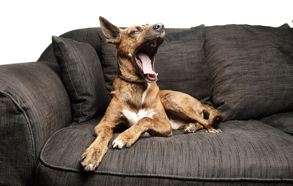 Bored Dogs: How to Recognize Doggy Boredom (and Help!)