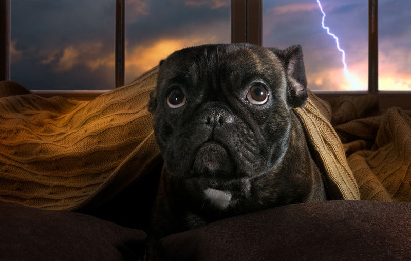 Calming your shop dog during thunderstorm