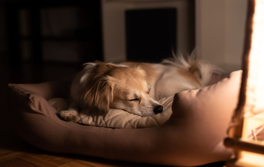 Dog sleeping peacefully on a premium dog bed