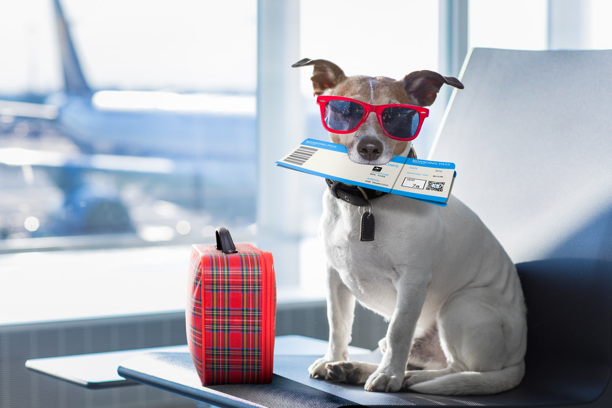 Traveling With a Dog on an Airplane: Essential Tips for Stress-Free Flights