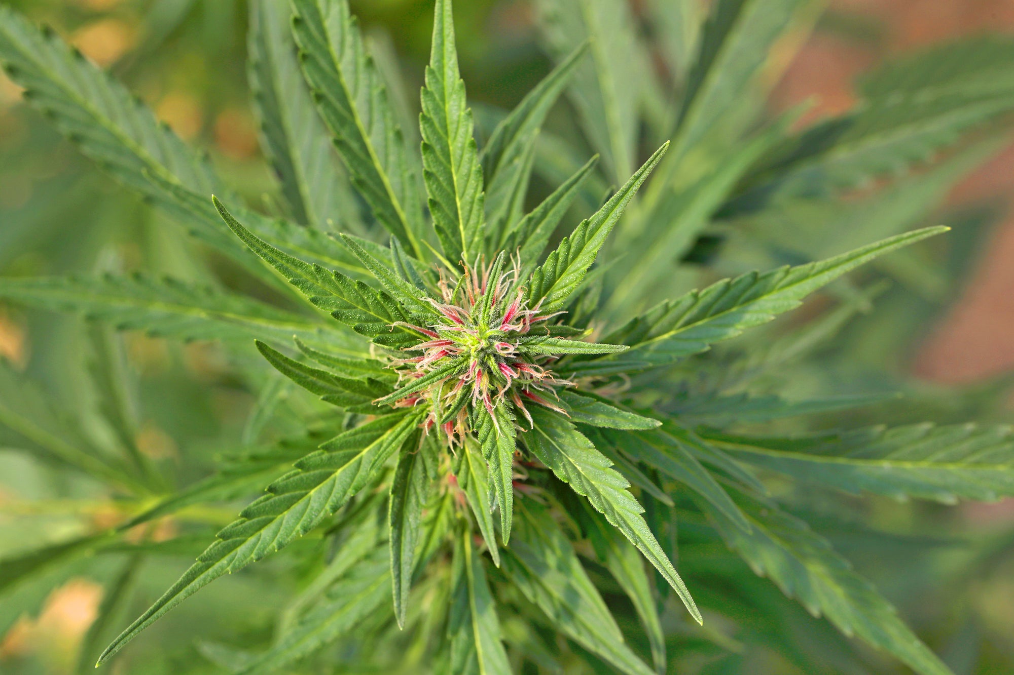 What Is CBD? And What Does It Do? Zebra CBD