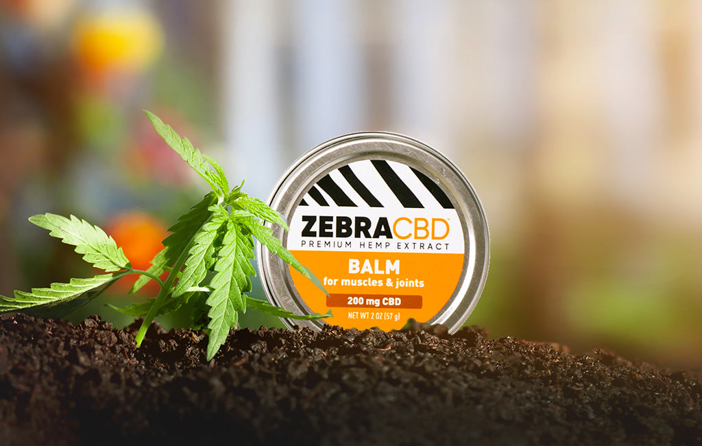 CBD Balm How It Works Zebra CBD