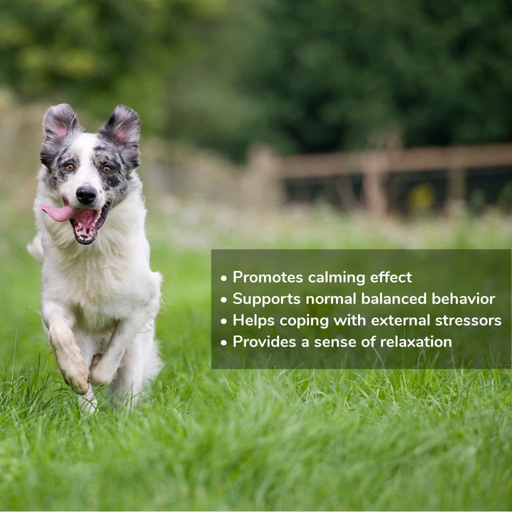 Zebra CBD Calming Chews for dogs