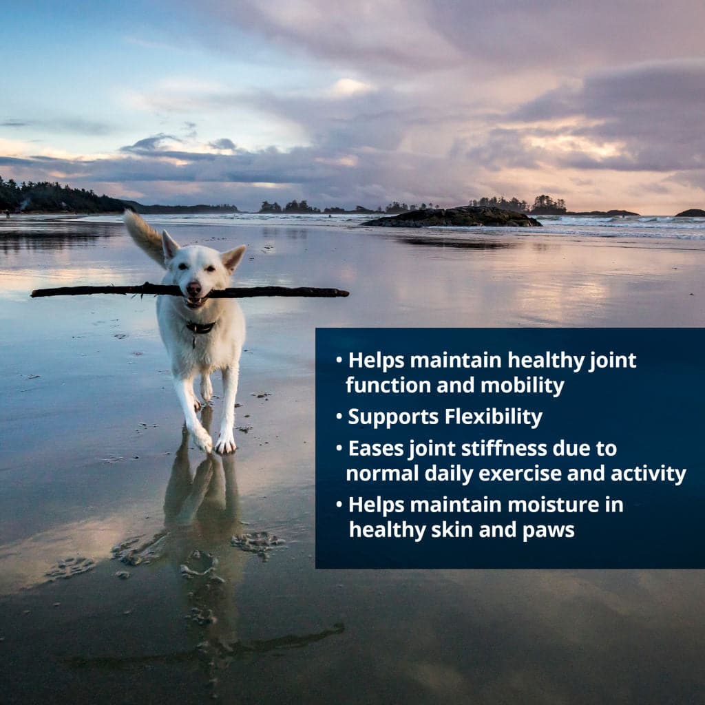  CBD joint and hip chews for dogs benefits