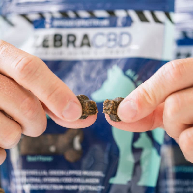 breaking a convenient bite-sized cbd chew for dogs in half