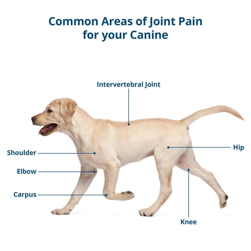 CBD Joint & Hip Chews For Dogs